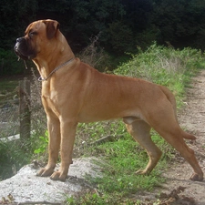 Fance, Bullmastiff