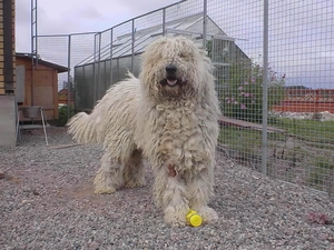 Fance, Komondor, high