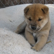 Fance, Shiba inu, honeyed, Puppy