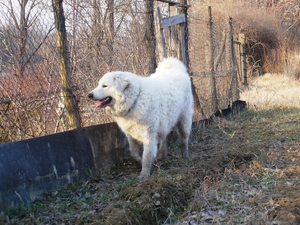 Fance, Shepherd Hungarian Kuvasz