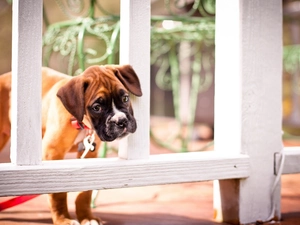 red hot, small, Fance, Puppy, Leash, boxer