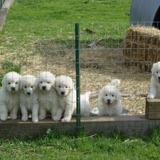 Fance, straw, puppies, Tatra Sheepdogs