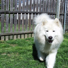 wooden, Fance, Samojed