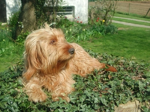 Basset Fauve de Bretagne, grass