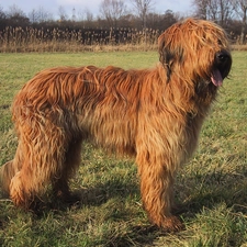 fawn, coat, Shepherd French Briard