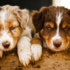 board, feet, Two cars, Australian Shepherd, puppies