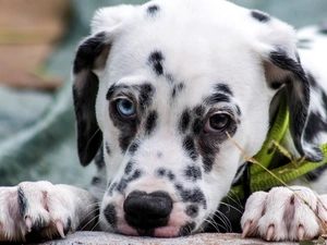 feet, dog, Dalmatian