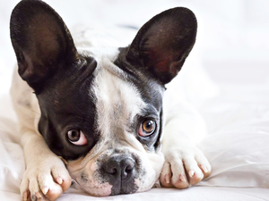Big, dog, Head, feet, ears, French Bulldog