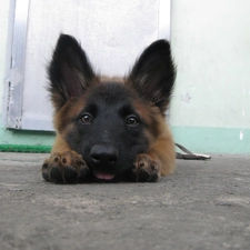 feet, Belgian Shepherd Malinois, Head