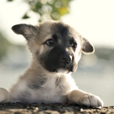 feet, Bullmastiff, puppie