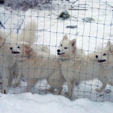 fence, Samojed