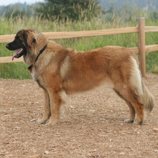 wood, fence, Leonberger