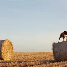 Field, Sky, dog, boxer