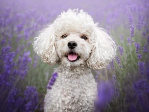lavender, Field, White, poodle, dog