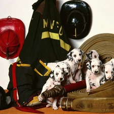 fire, equipment, puppies, Dalmatians