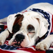 Buldog, flag, dog