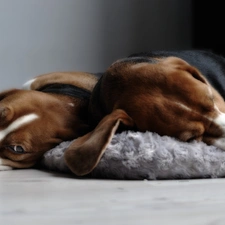 floor, Beagle, Two cars, puppies