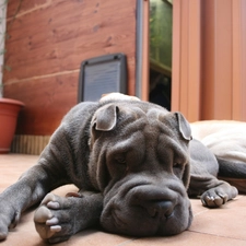 floor, Pei, dog, Shar