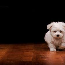 dog, floor, White