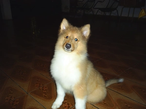 floor, puppie, Longhaired