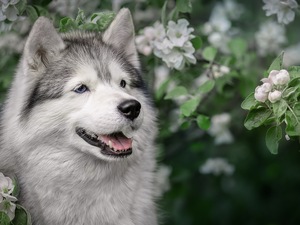 dog, Flourished, Twigs, Alaskan Malamute