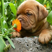 Flower, Puppy