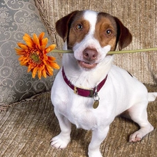 Flower, Jack Russell Terrier