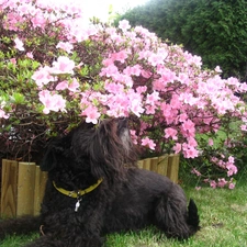 Schnauzer, Flowers