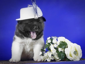 Puppy, Flowers, American akita, Hat