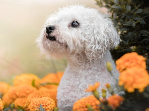 dog, Flowers, Aztec Marigold, poodle