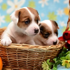 basket, Flowers, puppies