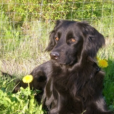 Flowers, Yellow, Black, Hovawart