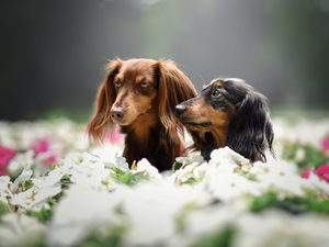 Dogs, Flowers, blur, Longhaired Dachshunds