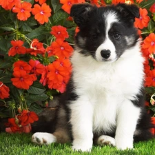 Flowers, Red, doggy, Border Collie