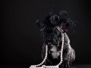 french, dog, Artificial, Flowers, Pearl, Buldog