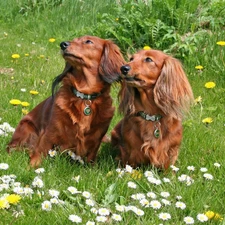 Flowers, grass, Two cars, dachshunds