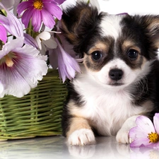 Flowers, basket, Chihuahua, Puppy