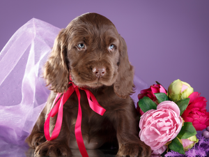 Cocker Spaniel, Puppy, Flowers