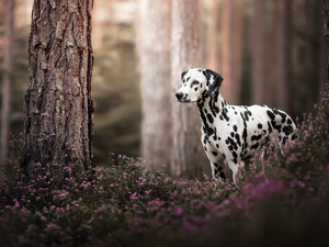 forest, dog, trees, Flowers, Stems, Dalmatian