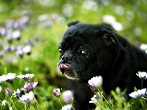 Meadow, Flowers, dog, pug, Black
