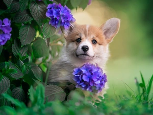 Welsh corgi pembroke, Flowers, hydrangea, dog