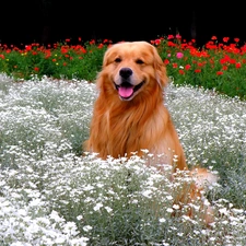 Flowers, retriever, dog, golden