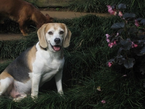 Flowers, grass, doggy, Beagle