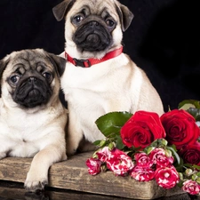 Flowers, pugs, Dogs, puppies