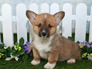 Flowers, Puppy, Fance