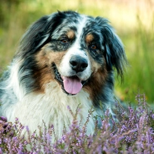 Flowers, Australian Shepherd, dog, heather, pastoral