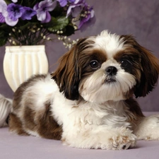 flowers, purple, doggy, Japanese spaniel