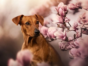 dog, Flowers, Magnolias, Rhodesian ridgeback
