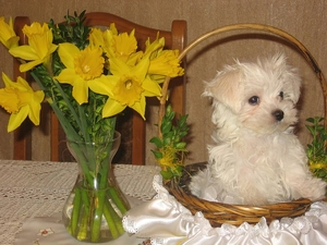 Yellow, Flowers, Maltese, basket, Maltese