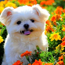 Flowers, color, White, Maltese, doggy